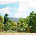 Arbre de saison estivale muni de feuilles vertes foncées Busch 3583 - N / TT / Z - 2