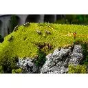 9 figurines - Chasseurs et sangliers - Faller 151701 - HO 1/87 - 4