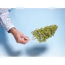 Arbres naturels avec bombe - Noch 23100 - 5